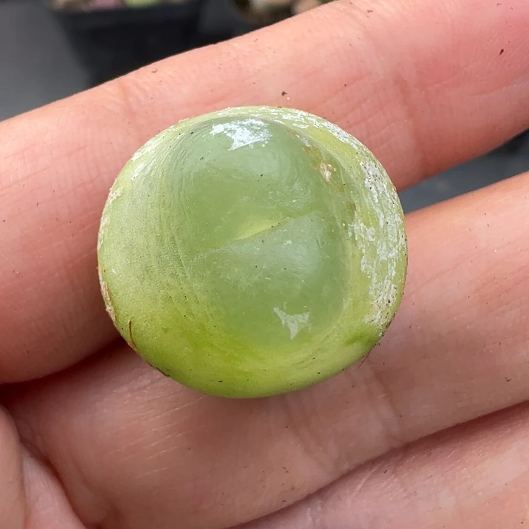 性***·11.19好看的多肉脱土发货