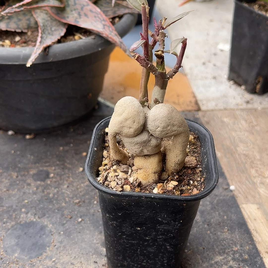 人参大戟块根一物一拍
