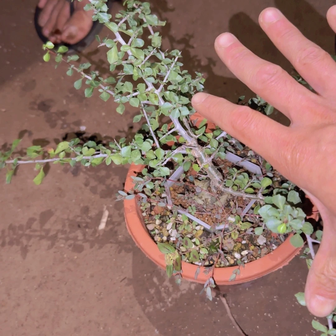 梦***点块根植物块根植物