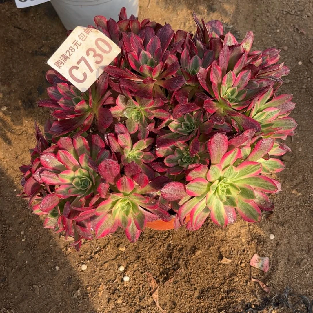 730多肉植物安娜