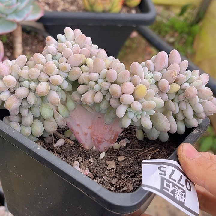 粉恋缀0775多肉植物