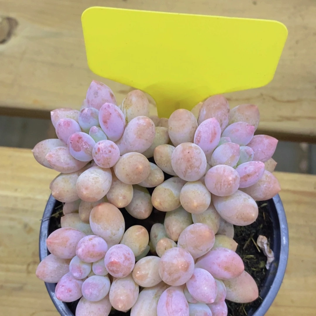 多肉植物，一图一拍，专场