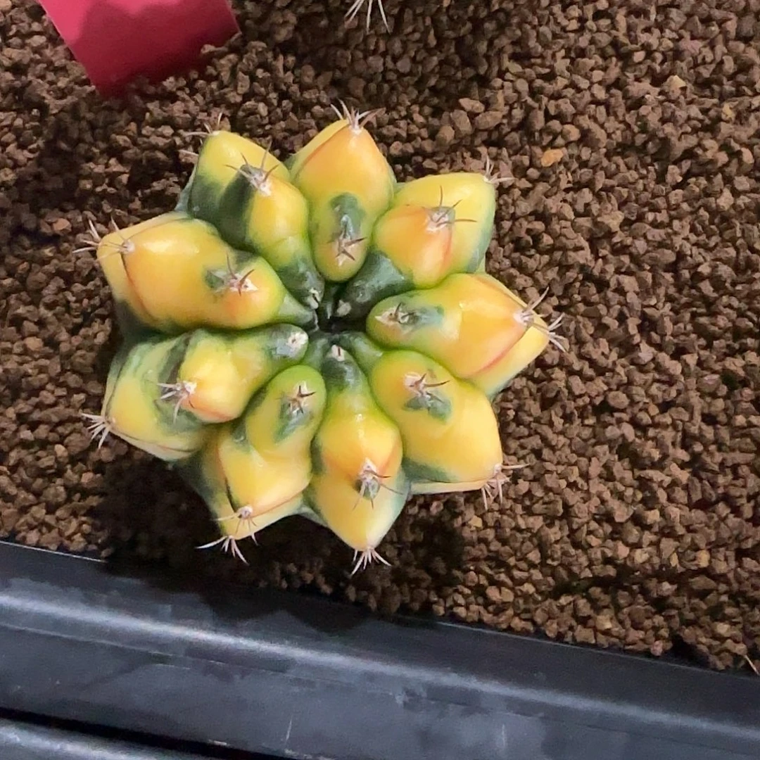 L532-1221泰国发货 魔镜