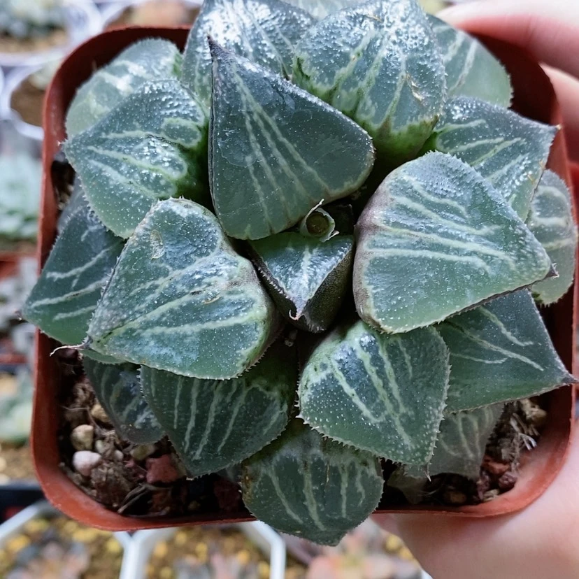 【闪购商品】192春雷寿母本