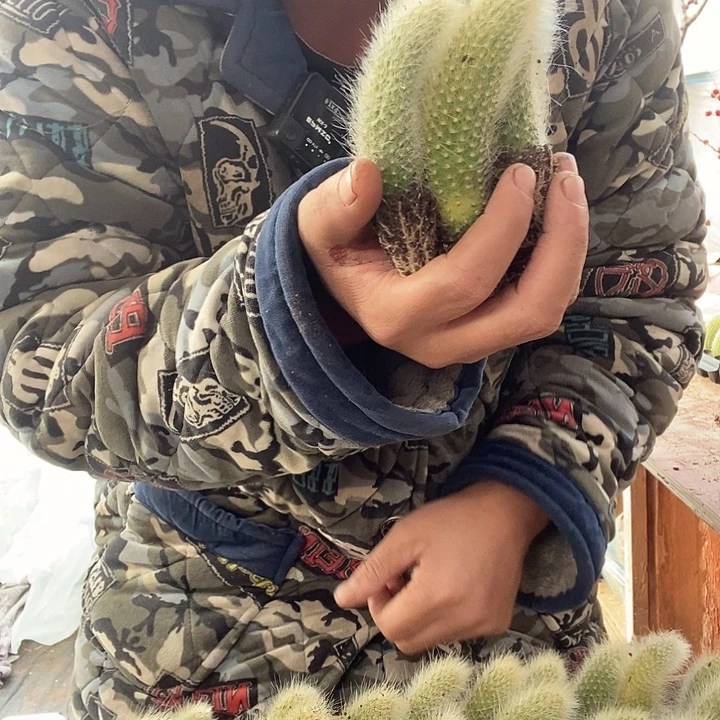 六颗长毛6公分九尾狐