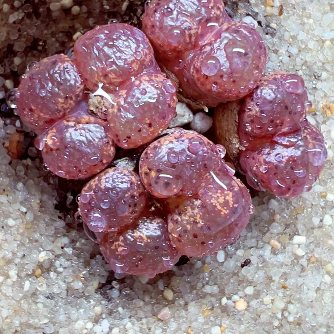 精致的优秀的肉肉712-101