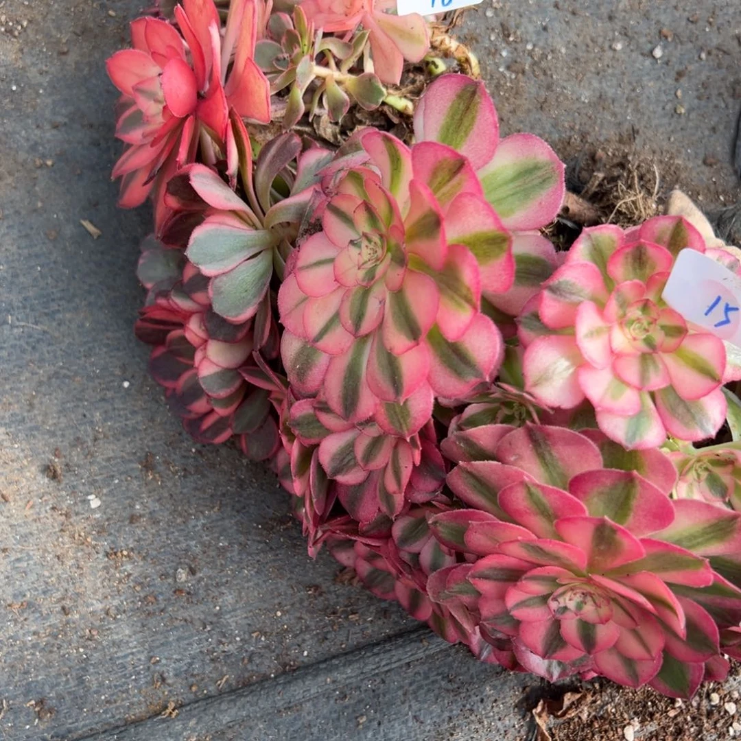 1615倾城黑魔锦多肉椅子