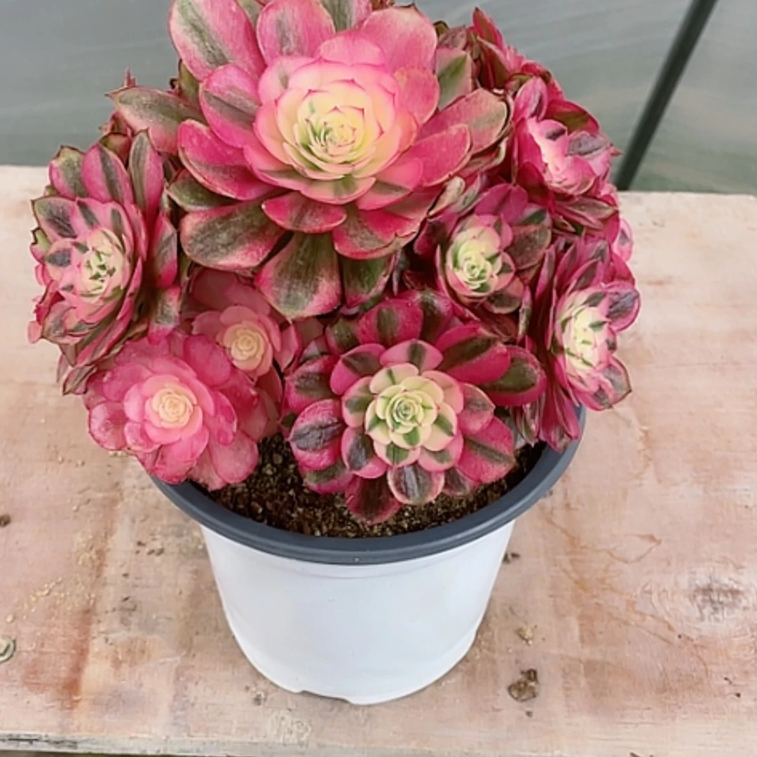 【闪购商品】法师好看也好养