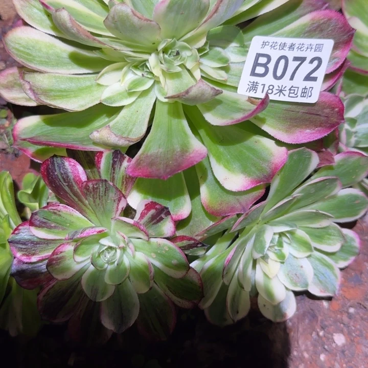 多肉法师淘宝福利