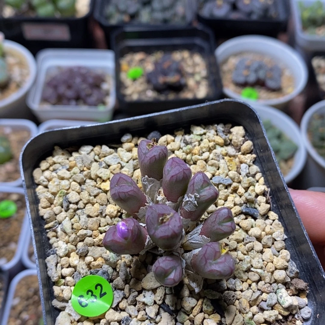雷神之锤杂交多肉植物632
