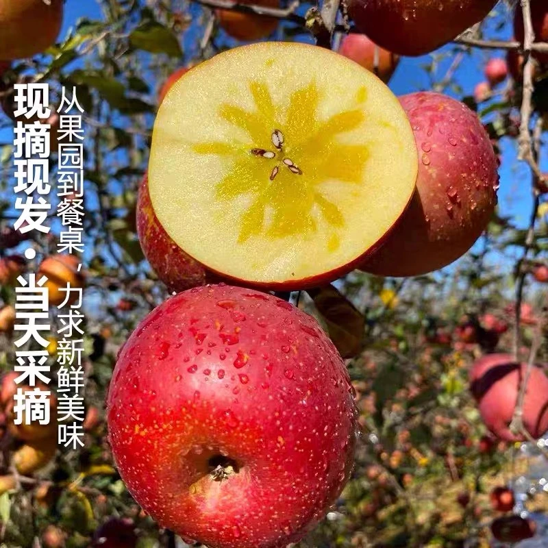 正宗四川大凉山红将军丑苹果现摘现发脆甜多汁
