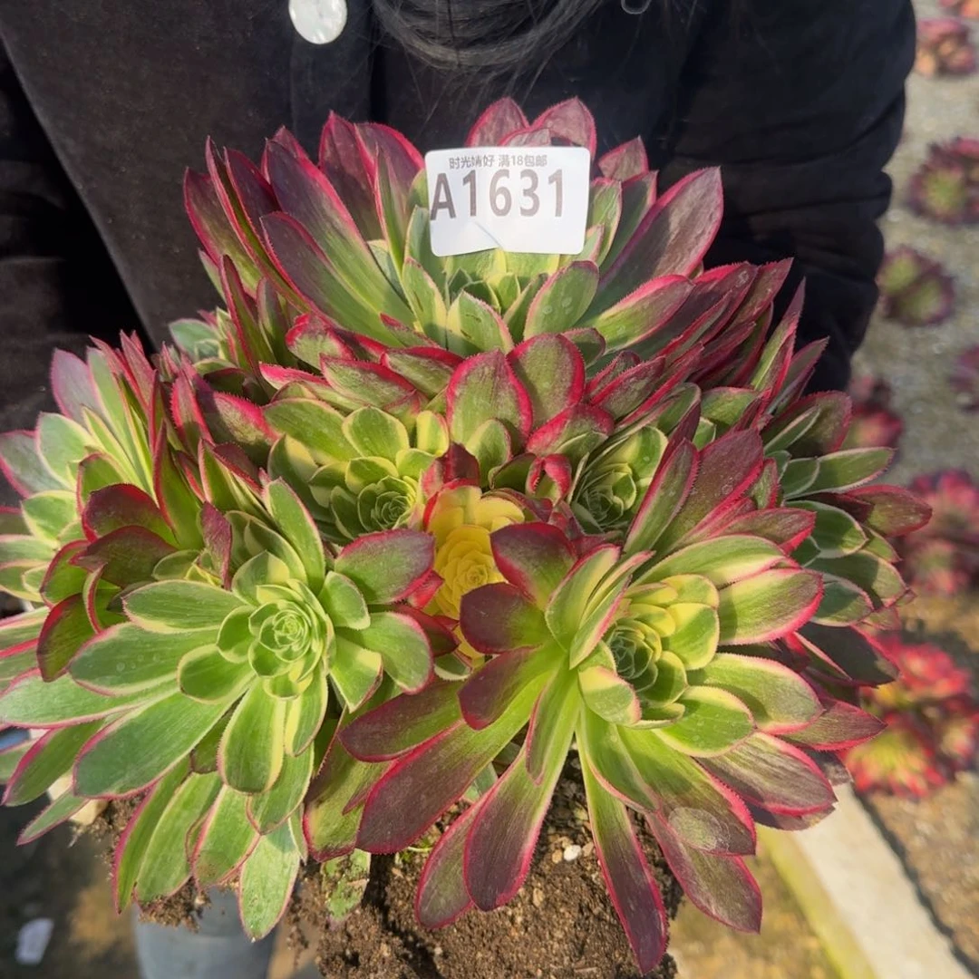 1631海王多肉植物