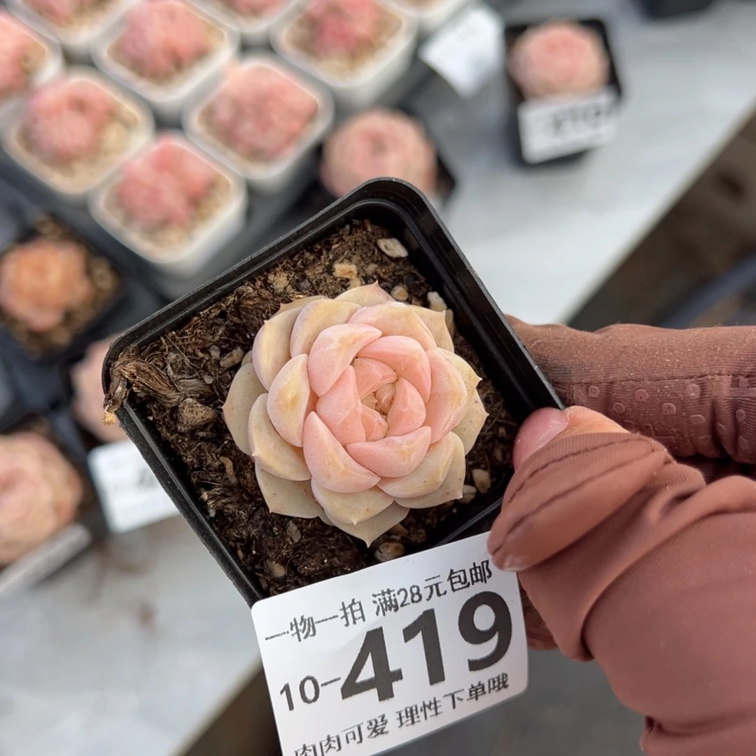 落*.良辰多多肉多肉多肉