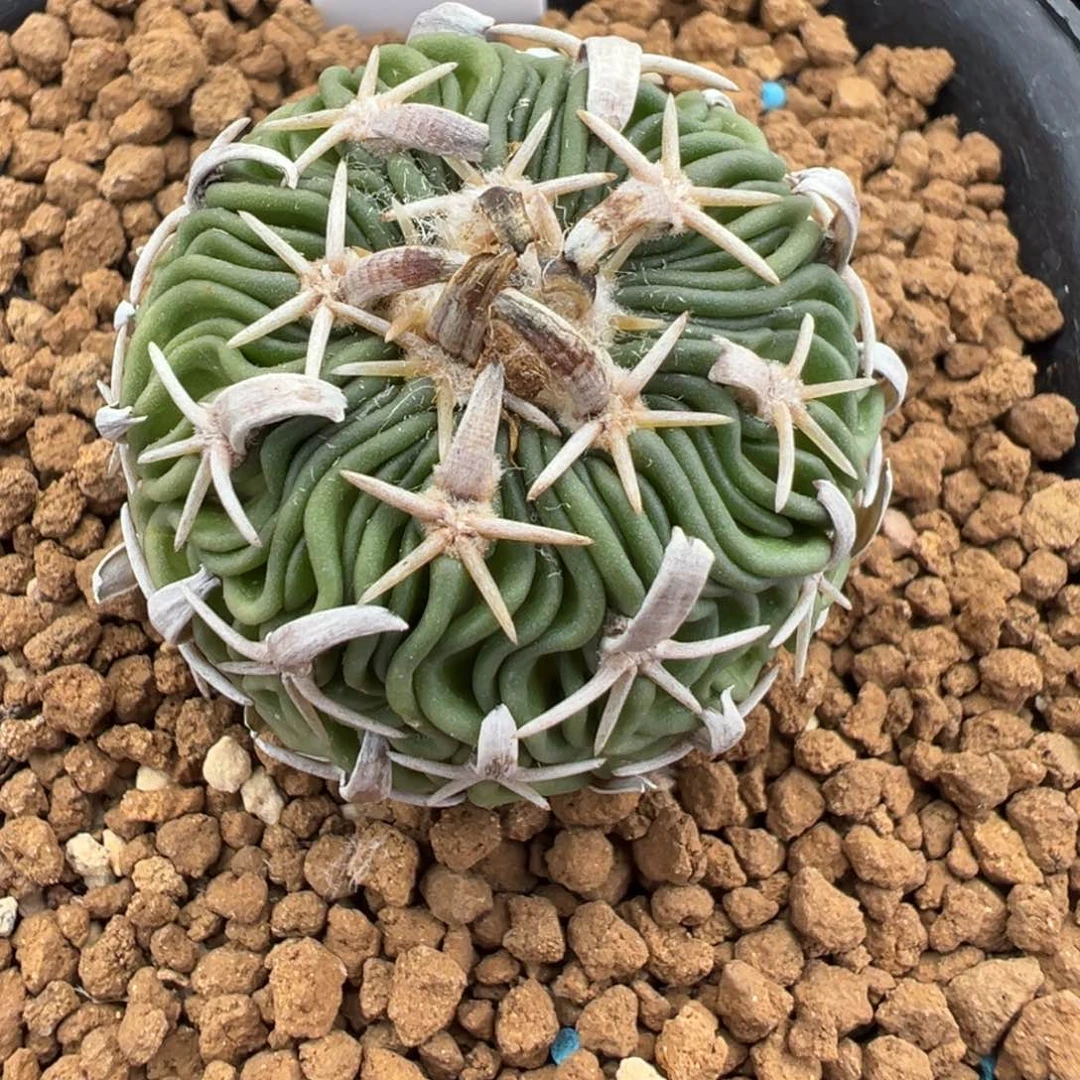 535实生根短豪刺割刺太刀岚多肉植物带盆土