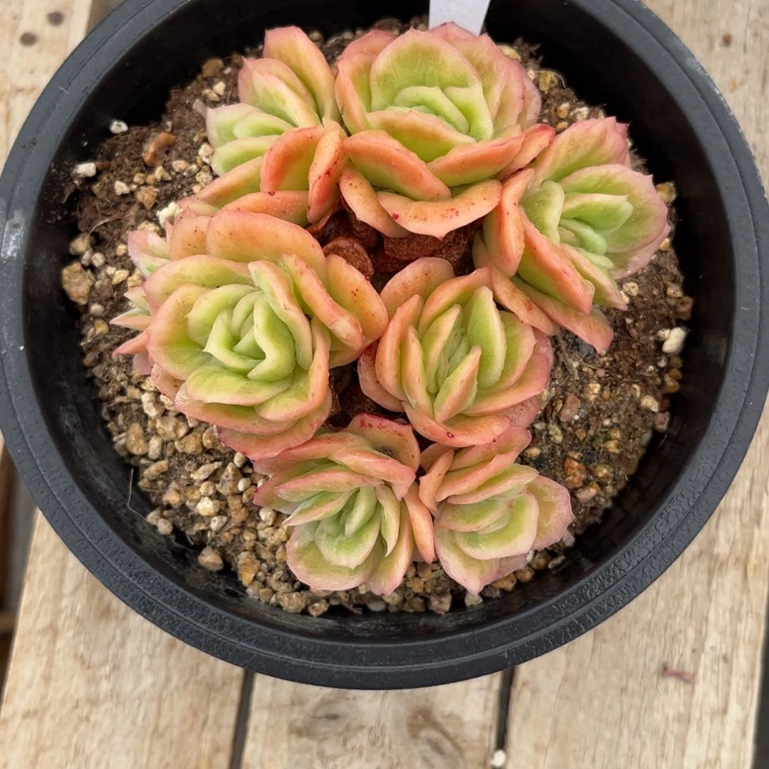 西瓜冰多肉植物guofu