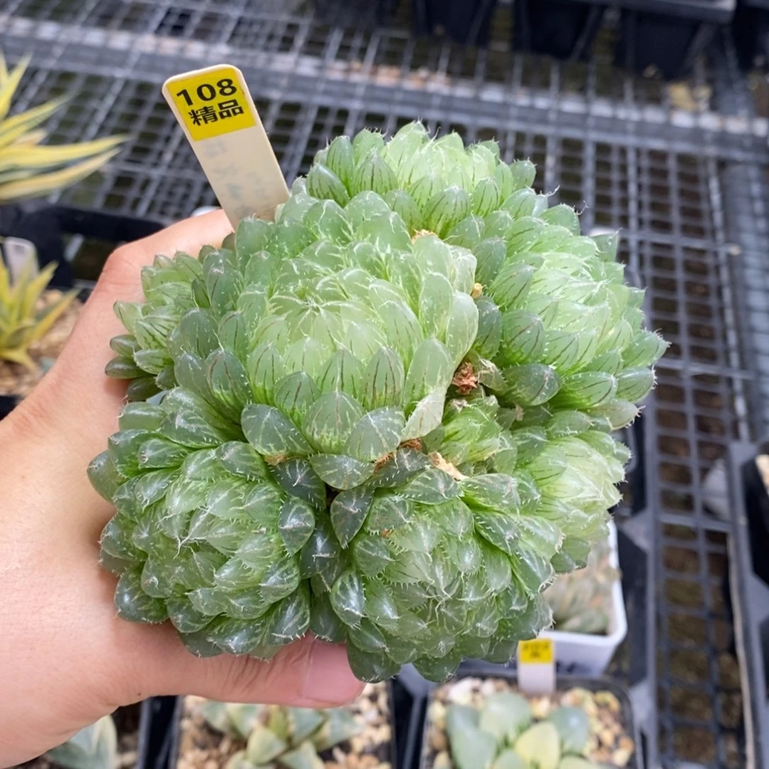 108号翠云玉露锦带盆