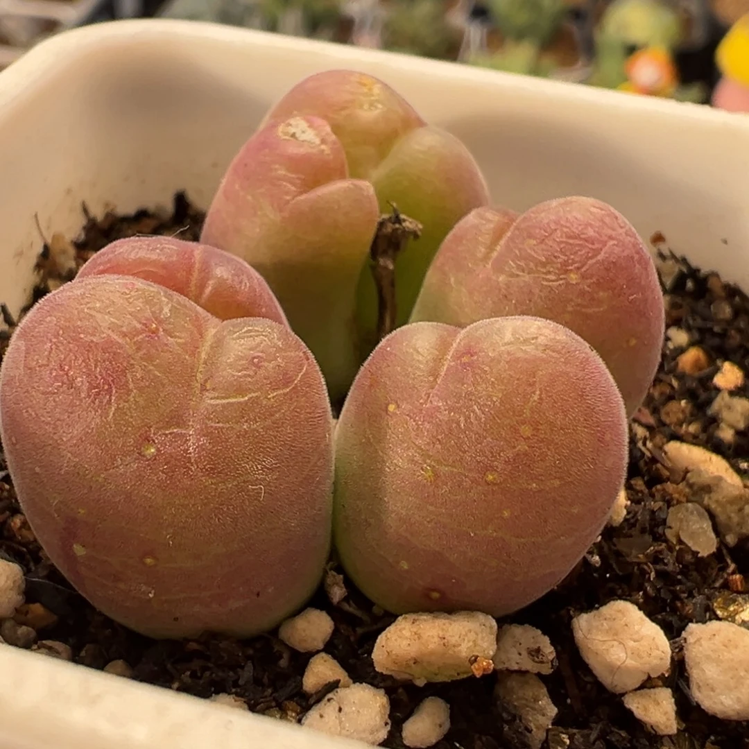 112多肉植物百科植物