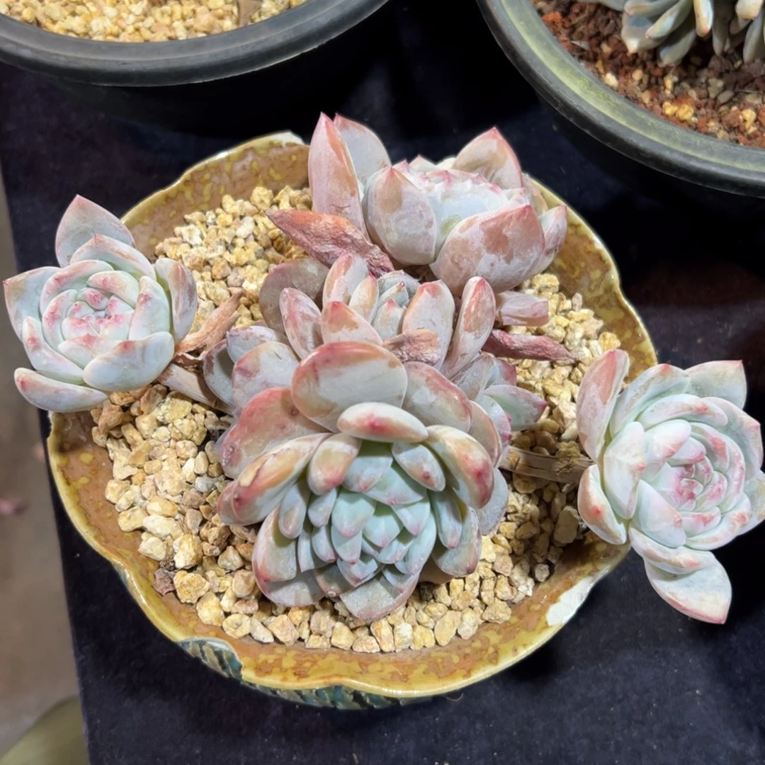 新年快乐 新年快乐