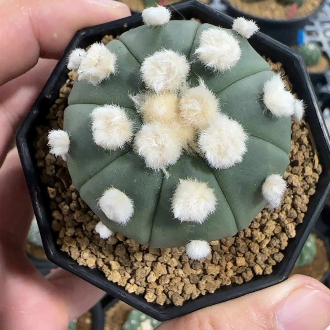 无花朵4.2公分大尤兜