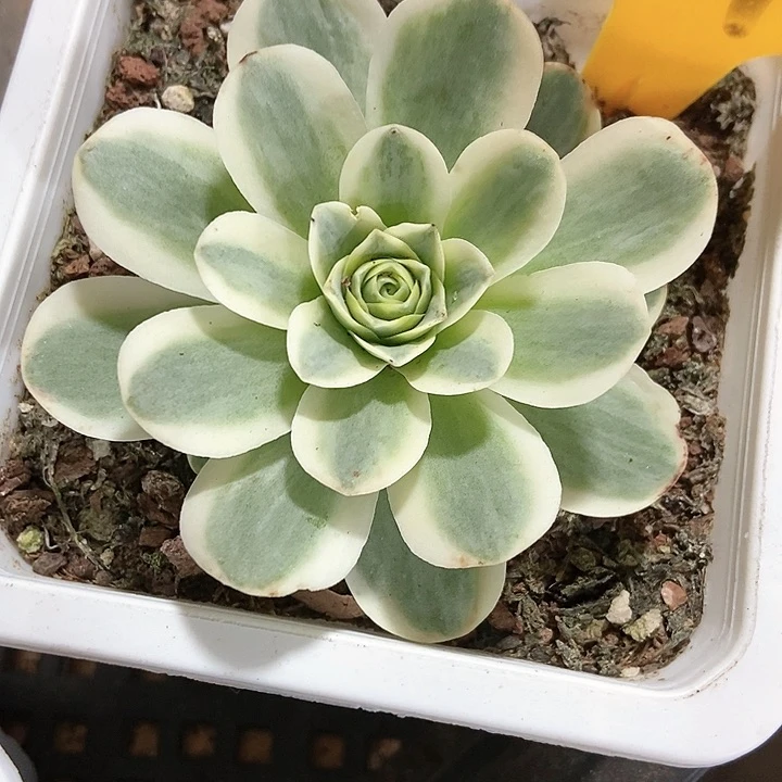 生****光多肉植物玫瑰锦6141