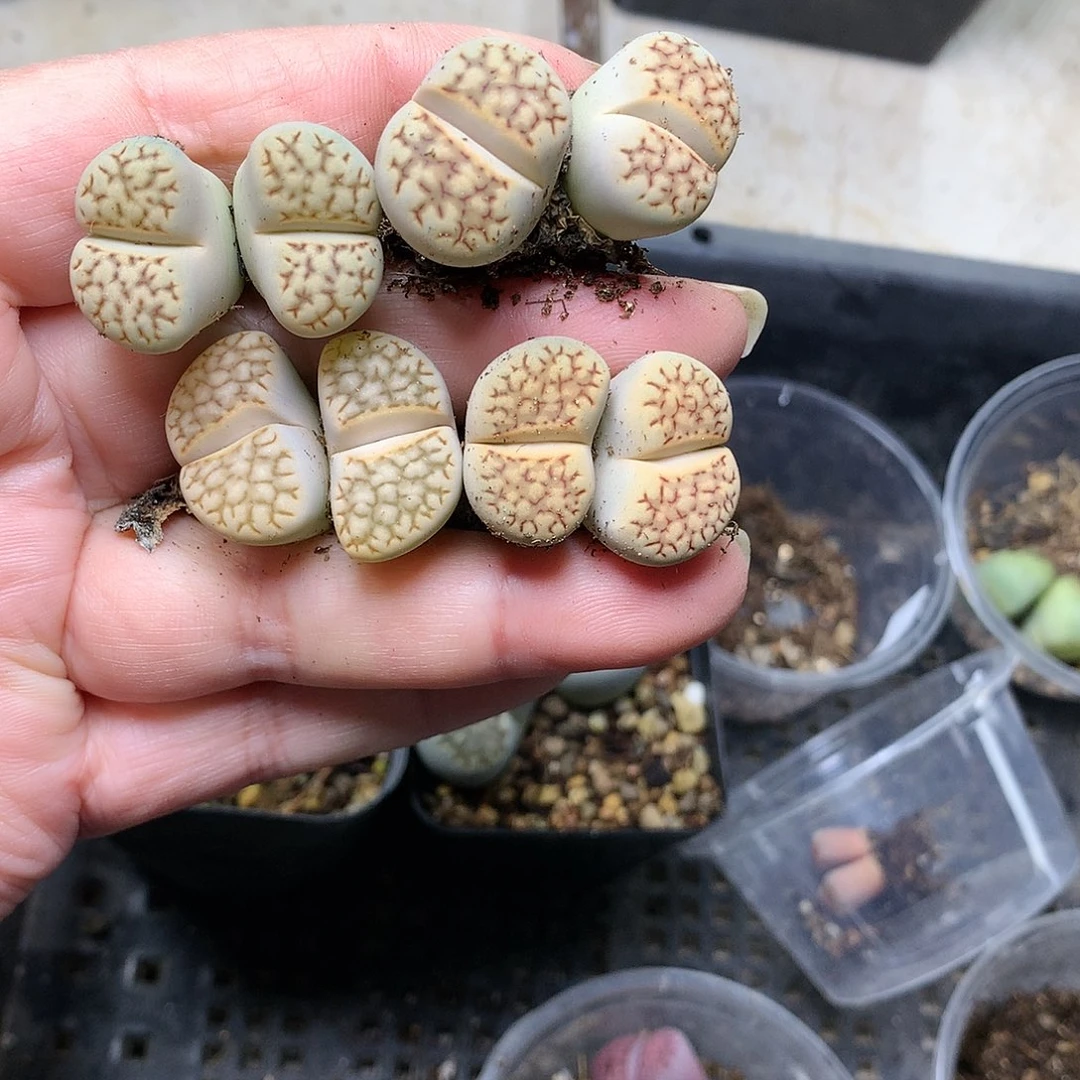 K241多肉植物保护