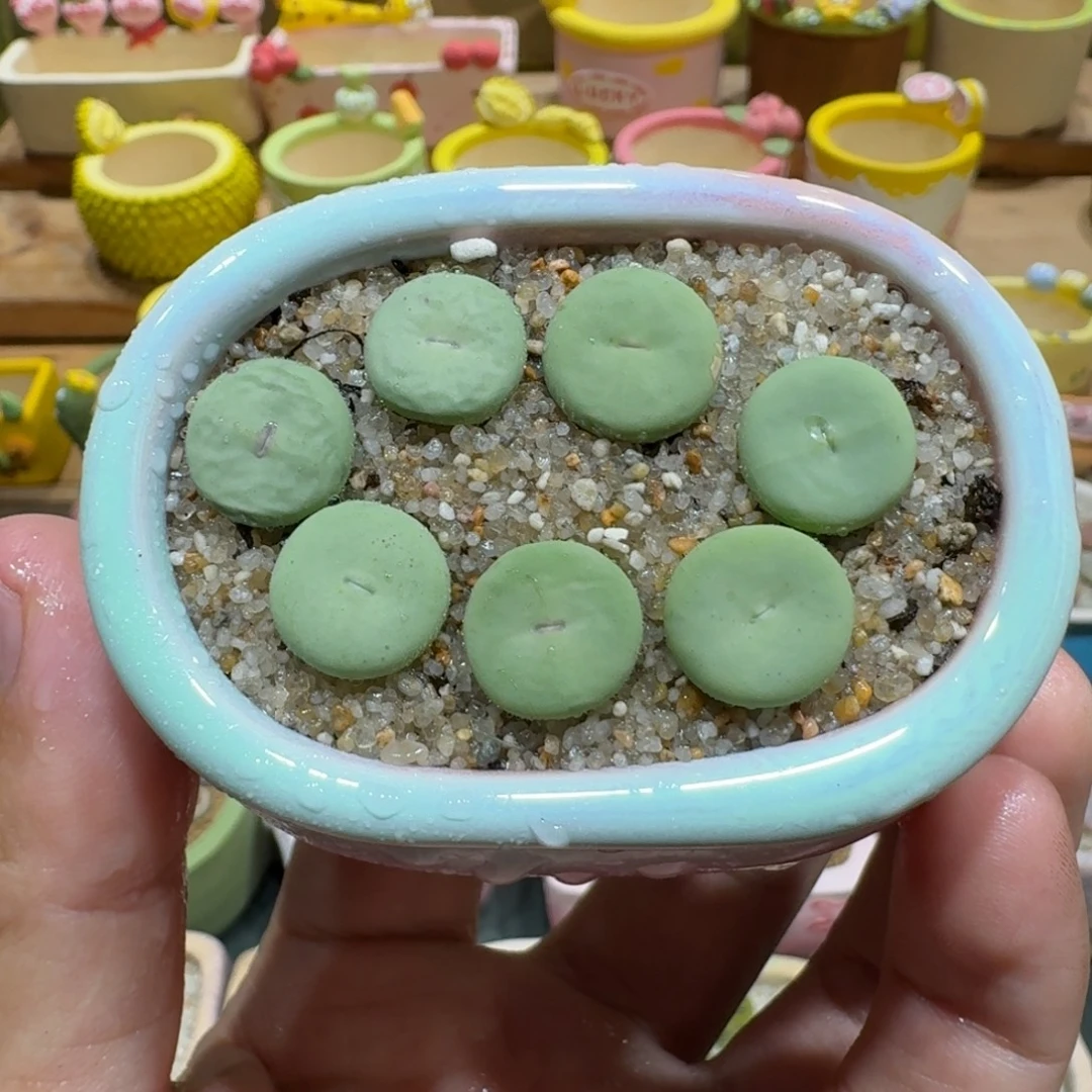 蘑菇1132sub嘴多肉植物