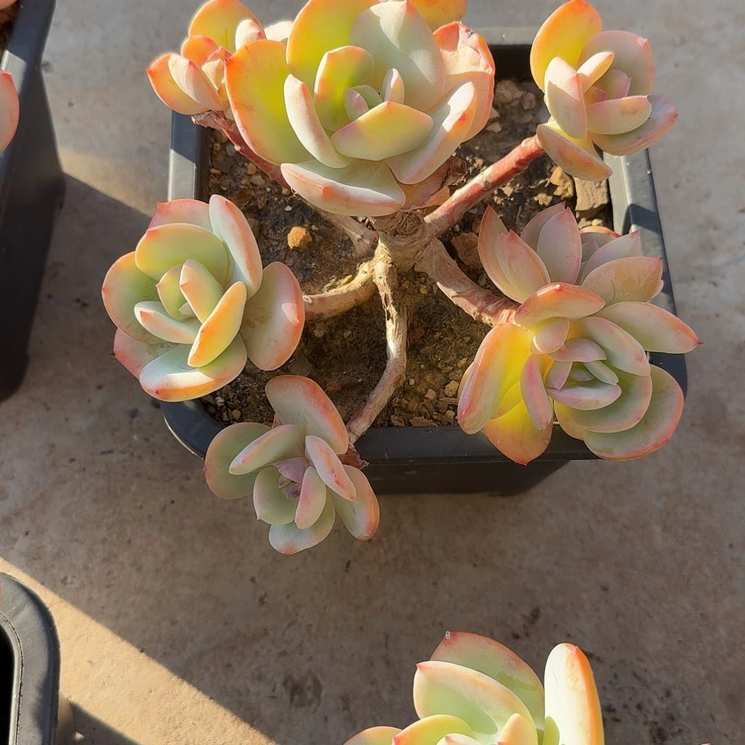 (***)白凤多肉植物一颗