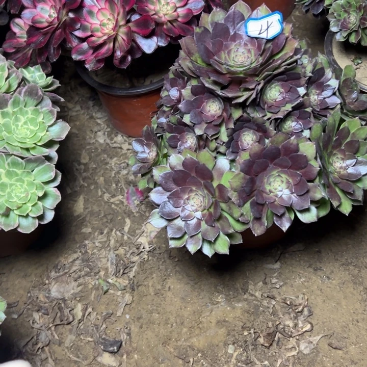 多肉植物红魔法师4