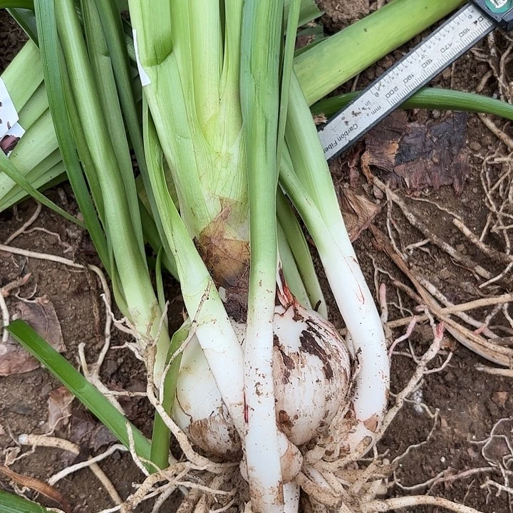 无花朵梦幻包对版二号