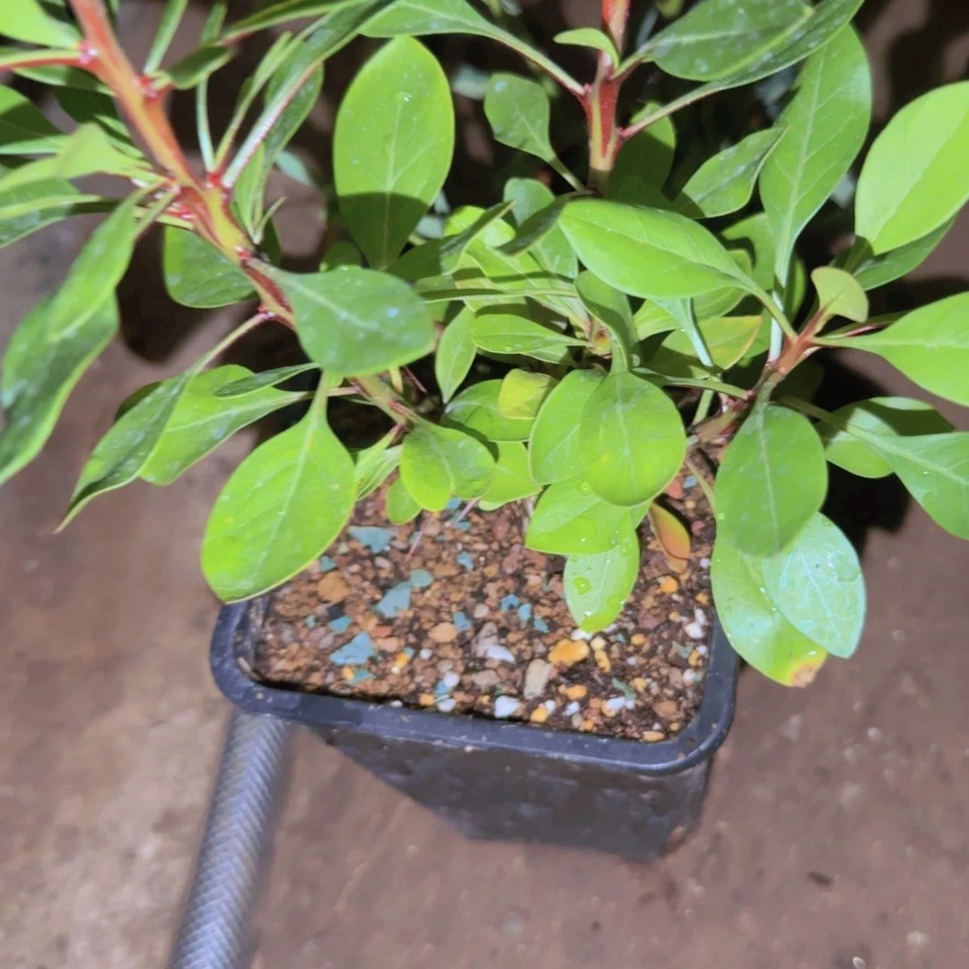 ****猪块根植物块根植物