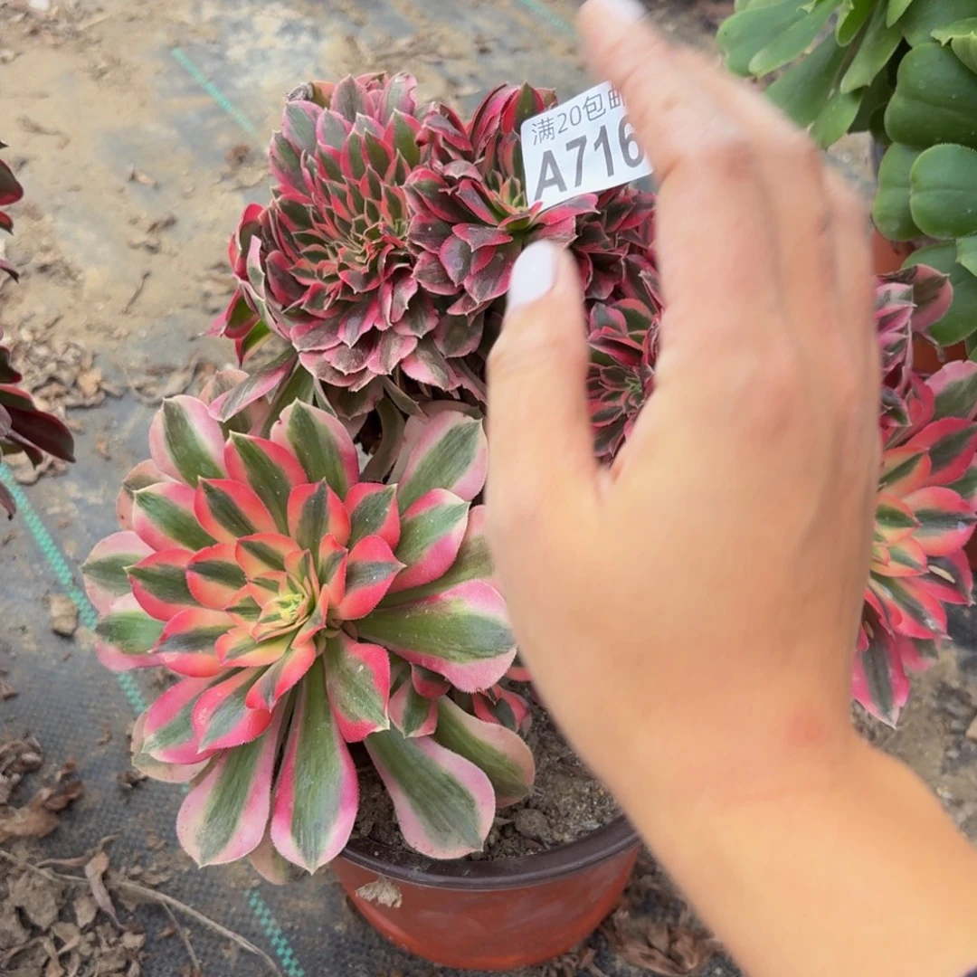 716多肉植物捧花的时候