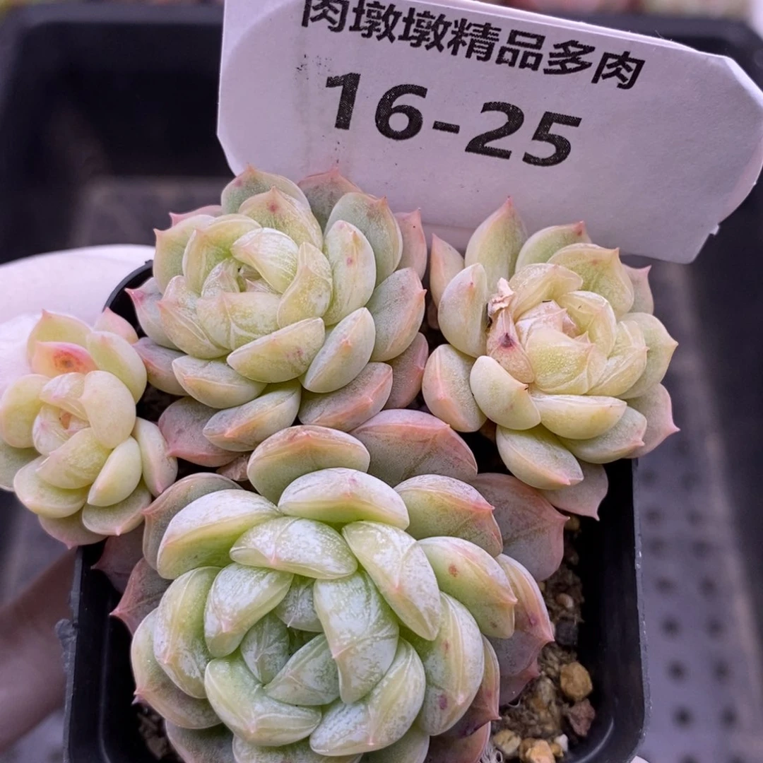 【闪购商品】16-25白恋