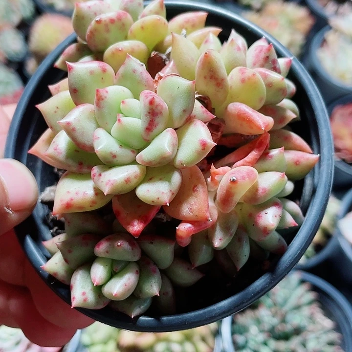 象牙9.9一盆6466464646464646