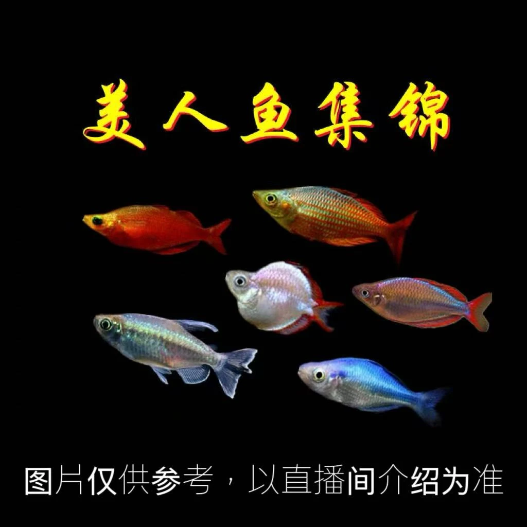 超萌好物  紫映三线美人 南美小型热带鱼小型淡水观赏鱼