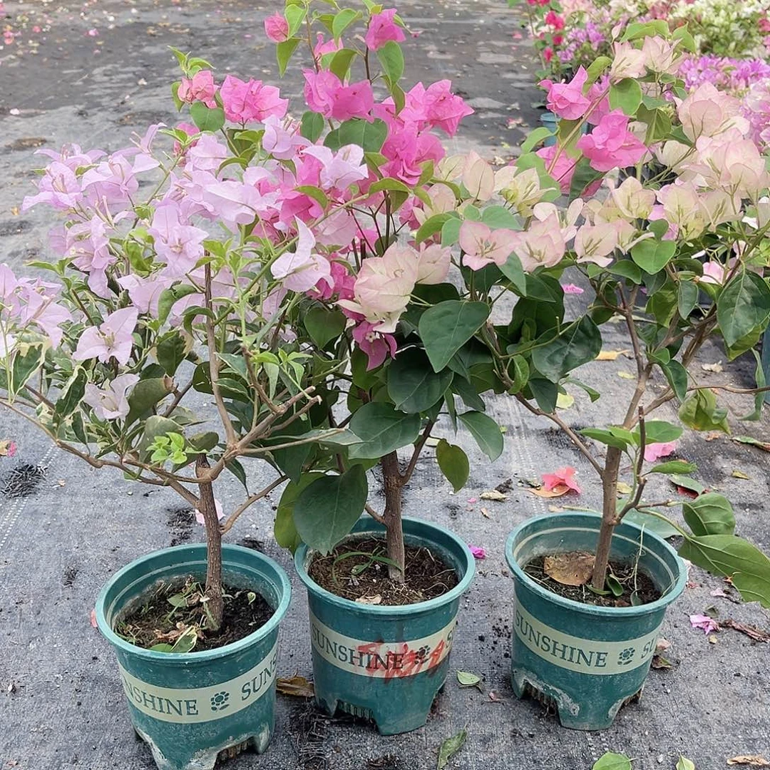 大部分花苞少量开放花叶苹果花，红粉佳人，五宝组合