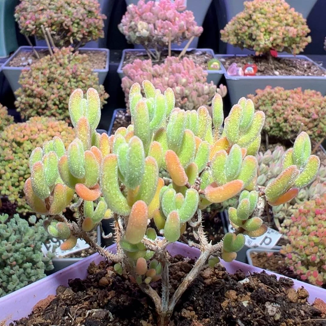 d297琉璃黄锦枝干番杏