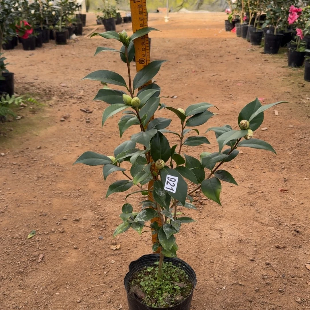 少量花朵（建议范围：2朵-5朵 或40%以下）921抓破