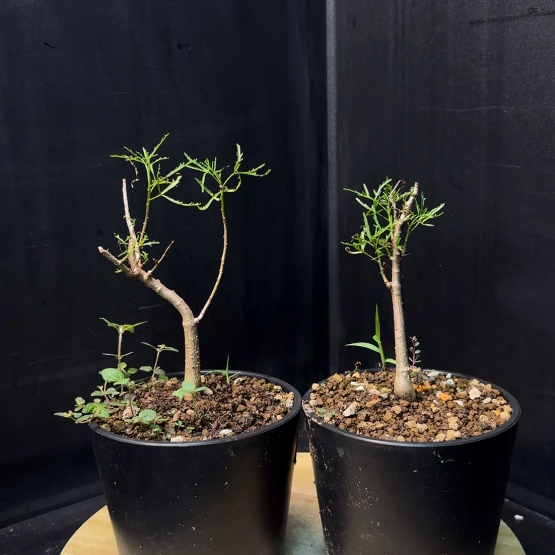 飞羽没药十二骑士