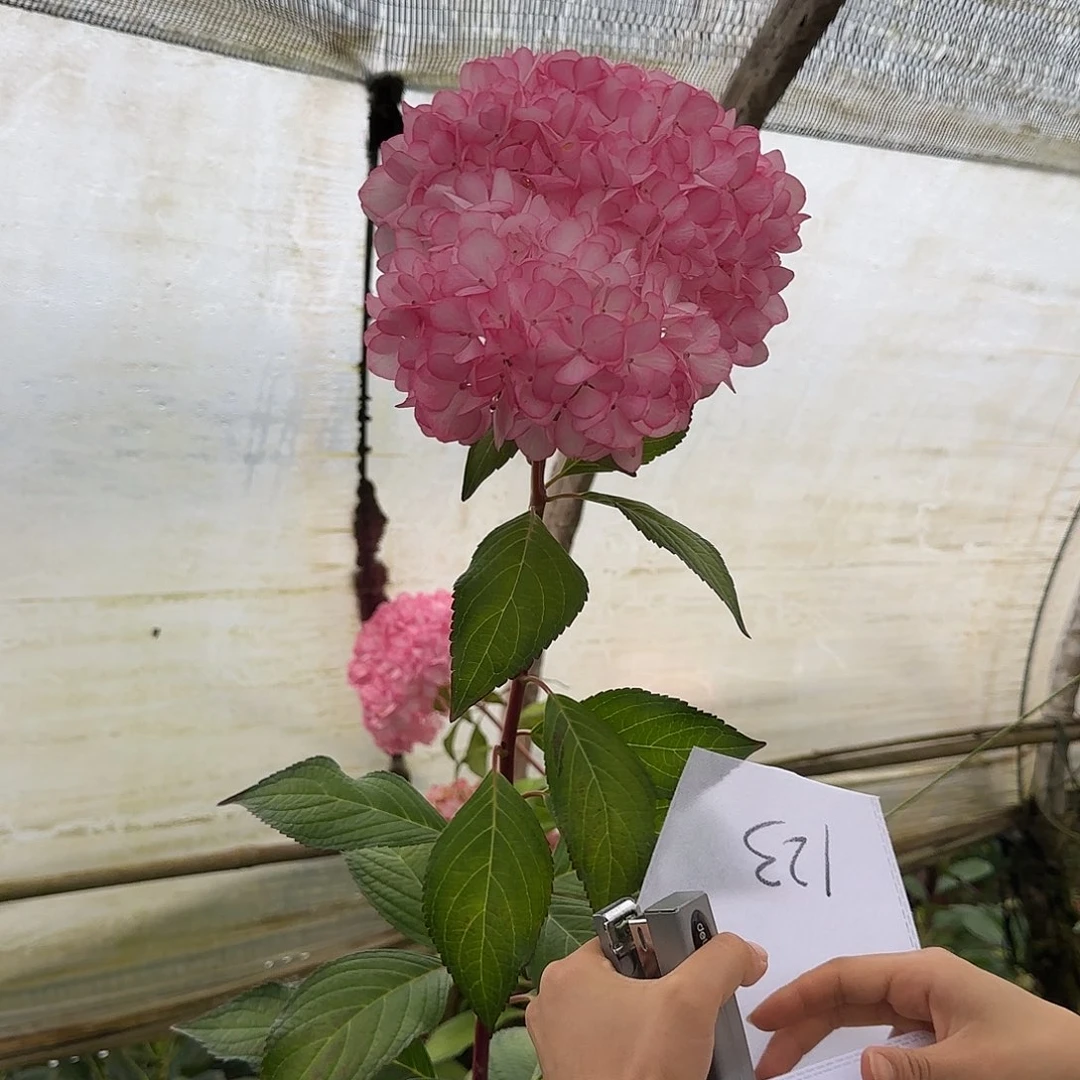 A***O绣球切花一物一拍3枝起包邮，122