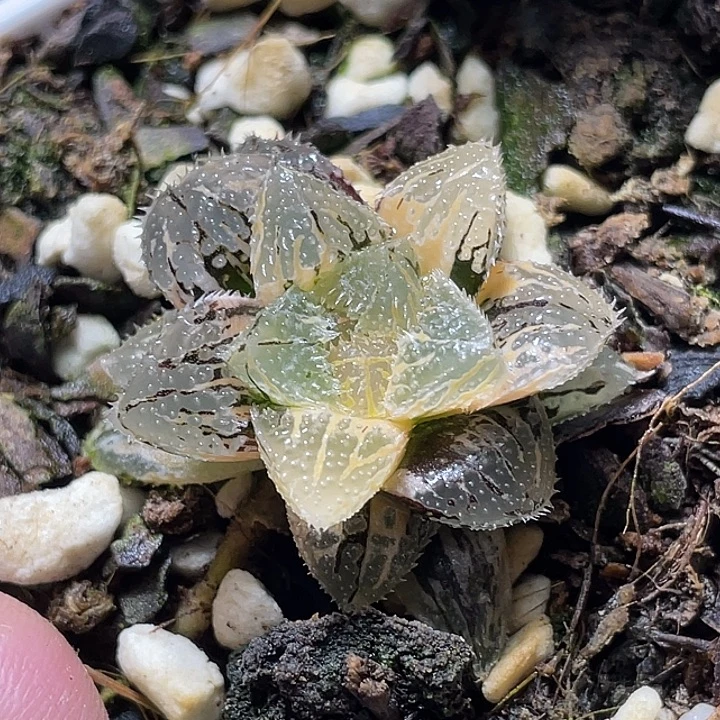 621魔刺玉露锦特选度老师