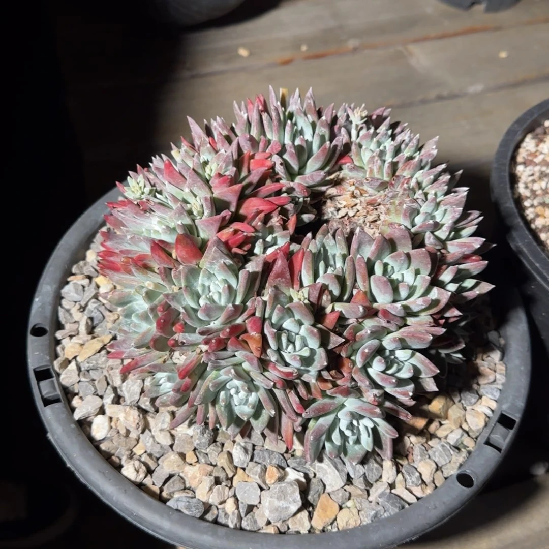 体*250308301多肉植物仙女杯体温