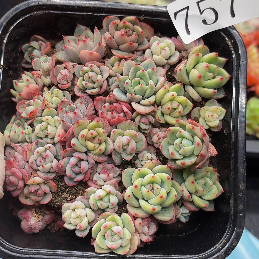 多肉植物多肉植物757