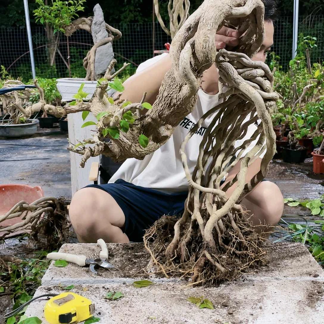 当前无花栽培后可以开花