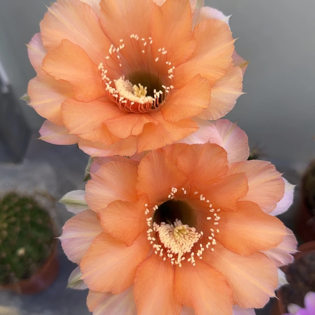 彩草仙人球一物一拍