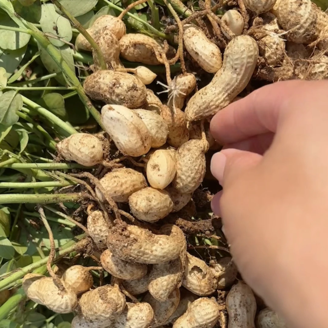 现挖新鲜带壳粉皮湿花生农户自种可水煮可生吃