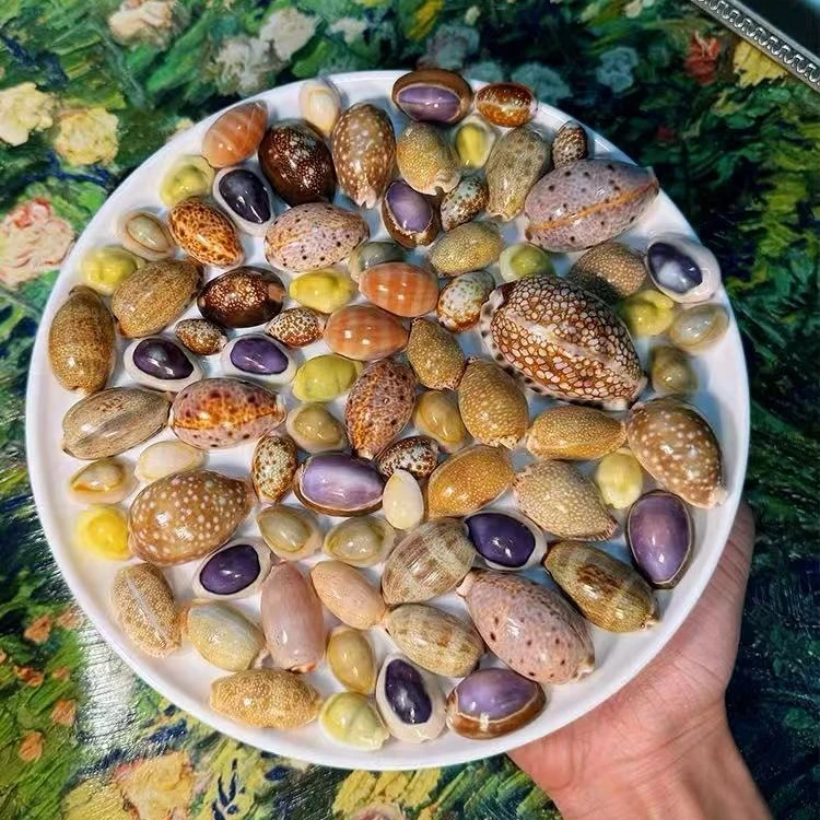 【宝螺套餐混发】天然海螺贝壳宝螺紫宝螺雨丝宝螺收藏标本DIY摆件