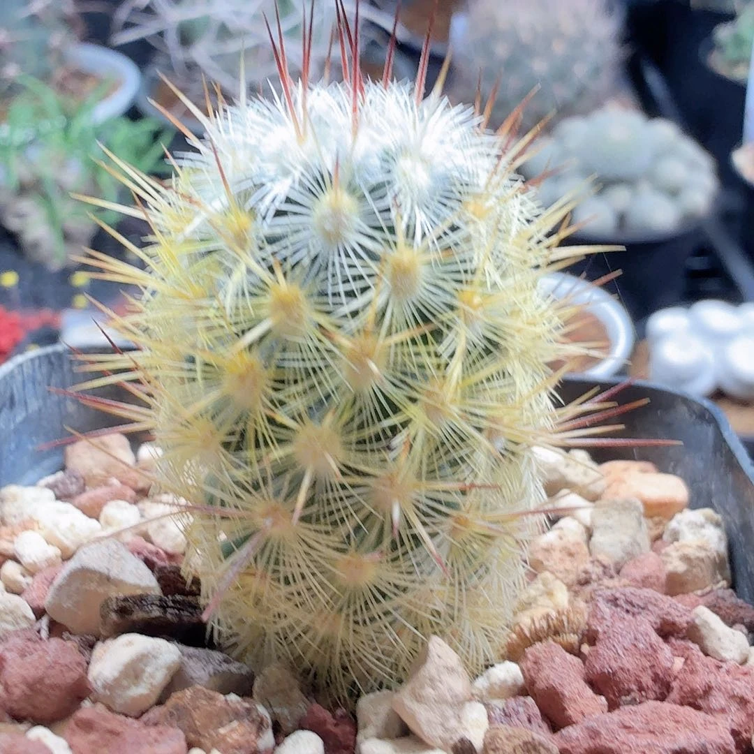 实生夕雾脱土发货