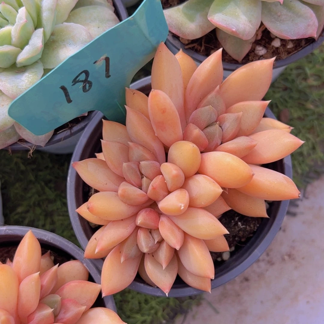 香玉等多种名贵的产品和