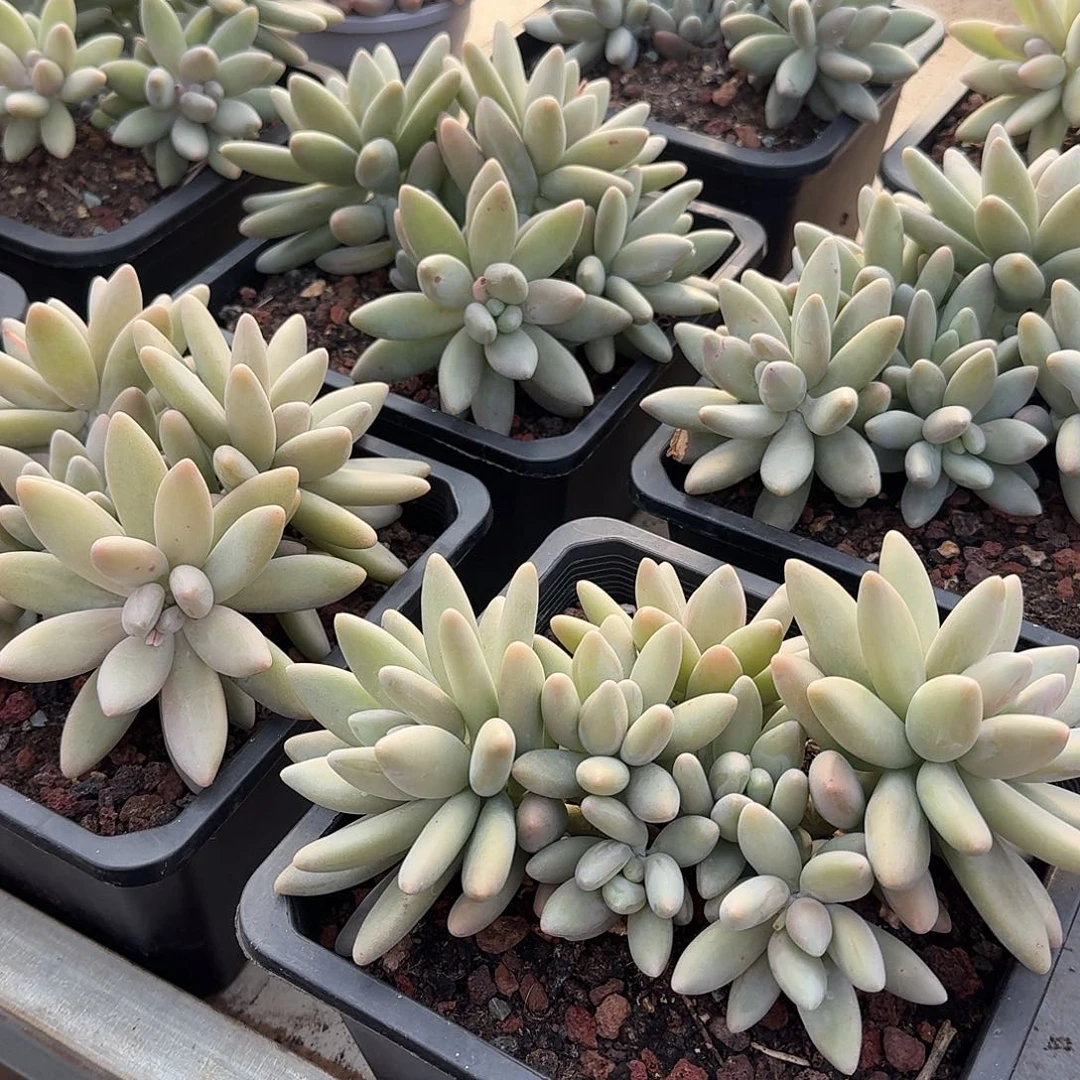 白兰地整无砍群生多肉