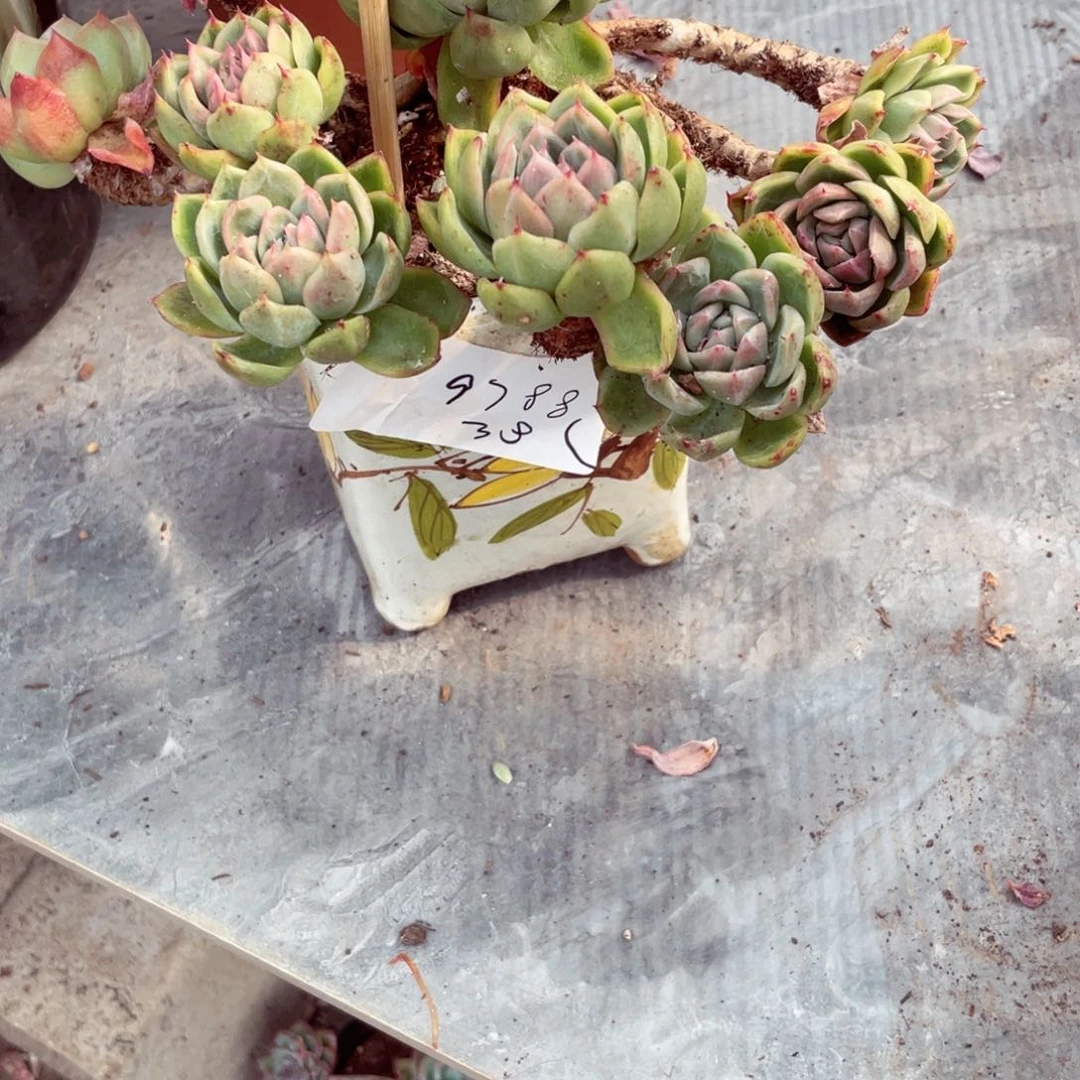 老桩东云，一物一拍